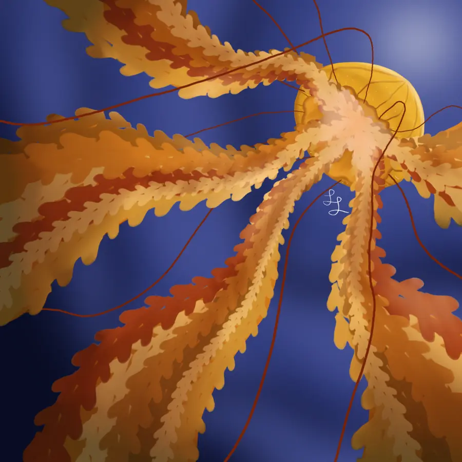 Orange jellyfish with long ruffled tentacles against a deep blue background